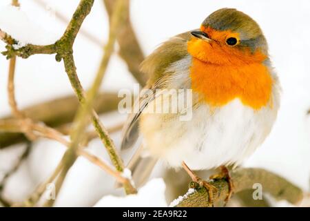 European robin redbreast perched on a twig in bush snow, fluffy feathers, frost European Robin winter feathers snow Stock Photo