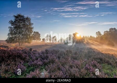 The blooming Lueneburg Heath in Lower Saxony in the morning with fog and blue sky