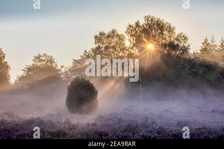 The blooming Lueneburg Heath in Lower Saxony in the morning with fog and blue sky