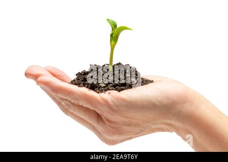 Horizontal shot of a young zucchini sprout in an older woman’s cupped hand isolated on white. Stock Photo