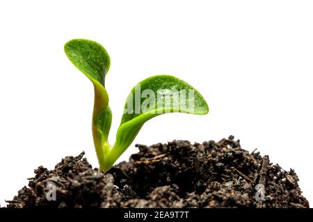 Horizontal shot of a young zucchini sprout in soil isolated on white. Stock Photo