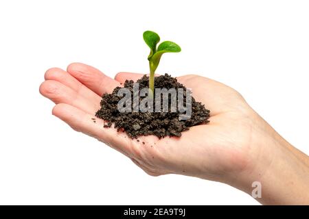 Horizontal shot of a tender young sprout in a woman’s hand isolated on white. Stock Photo