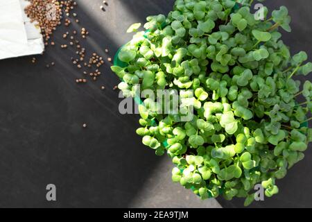 Microgreens growing on windowsill. Micro green radish growing in box Stock Photo