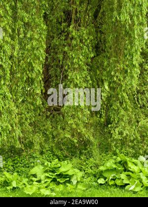 Europe, Germany, Hesse, Marburger Land, old silver willow near Ebsdorfergrund Stock Photo