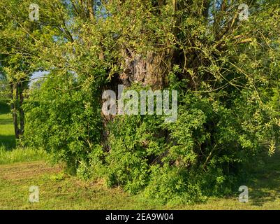 Europe, Germany, Hesse, Marburger Land, old white willow (Salix alba) near Kirchhain Stock Photo