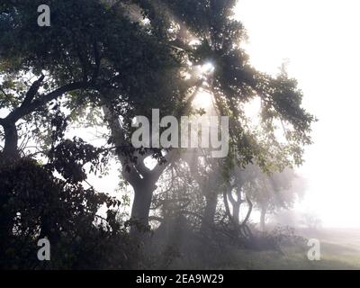 Europe, Germany, Hesse, Marburger Land, apple trees in the fog penetrating sunlight, Caldern Stock Photo