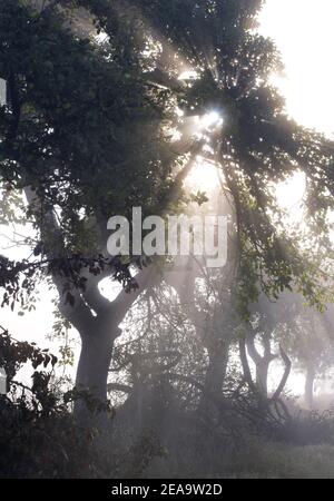 Europe, Germany, Hesse, Marburger Land, apple trees in the fog penetrating sunlight, Caldern Stock Photo