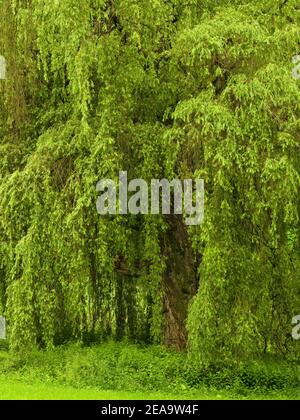 Europe, Germany, Hesse, Marburger Land, old silver willow near Ebsdorfergrund Stock Photo