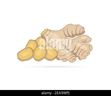 Fresh ginger root and slices on white background. Vector illustration for food and cooking design in hand drawn style Stock Vector