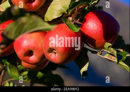 Italy, Trentino-South Tyrol, Alto Adige, South Tyrol, Vinschgau, Kastelbell, apples of the 'Cripps Pink' variety Stock Photo