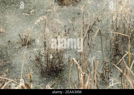 Real poetic dry autumn grass in ice at cloudy day Stock Photo