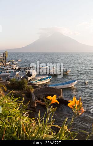 Panajachel, Lake Atitlan Guatemala  Boats sit on Lake Atitlan framed by wildflowers across from Toliman Volcano and Stock Photo
