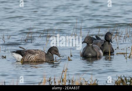 Brent goose, Branta bernicla, feeding in winter in shallow water in Poole Harbour, Dorset. Stock Photo