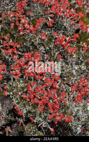 Matchstick Lichens, Cladonia floerkeana growing en masse on heathland, Wareham Forest; Dorset. Stock Photo