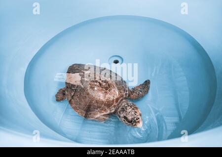 An injured and sick loggerhead turtle is undergoing rehabilitation and treatment at a veterinary center in a large basin of water. Most of the inciden Stock Photo