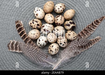 Group of quail eggs and feathers on grey round placemat. Top view, flat lay Stock Photo