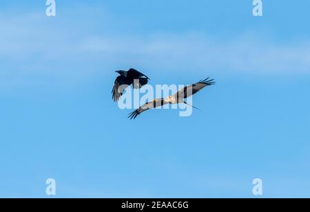 Red Kite, Milvus milvus, being mobbed by Carrion Crow. Stock Photo