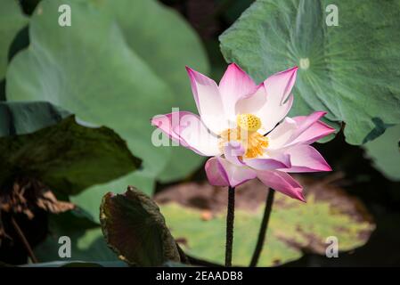 pink lotus flower, Mekong Delta, Vietnam Stock Photo