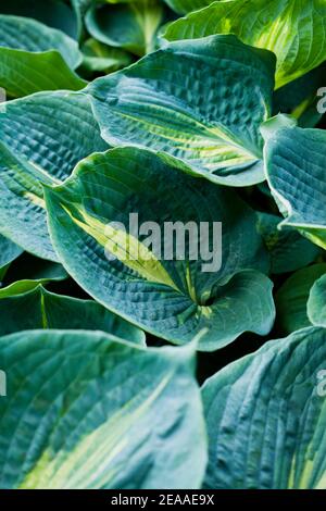 Hosta plants -  variegated blue green and pale yellow big leaves. Stock Photo