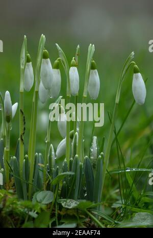 Snowdrops, Galanthus nivalis, in flower in winter. Naturalised in UK. Stock Photo