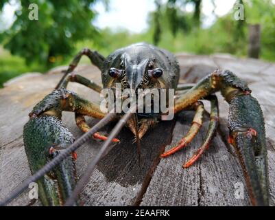 Close-up of a crayfish taken from a river. Stock Photo