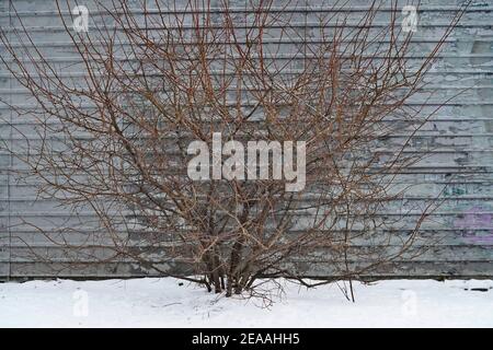 A bush without leaves on the background of the fence in winter Stock Photo