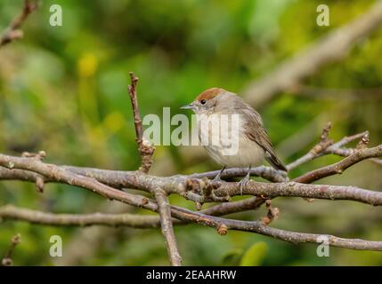 Female Blackcap, Sylvia atricapilla, perched on branch in apple tree in winter, looking for Mistletoe berries. Stock Photo