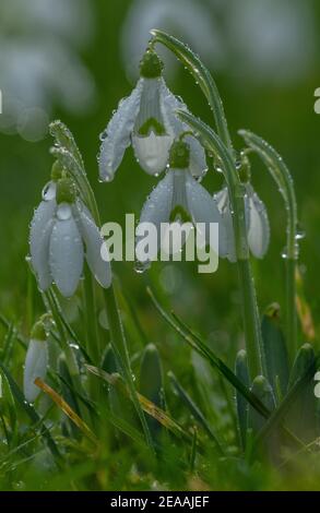 Snowdrops, Galanthus nivalis, in flower in winter, during rain shower. Naturalised in UK. Stock Photo