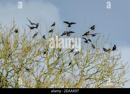 Mixed flock of rooks and Jackdaws perched in tree, winter. Stock Photo