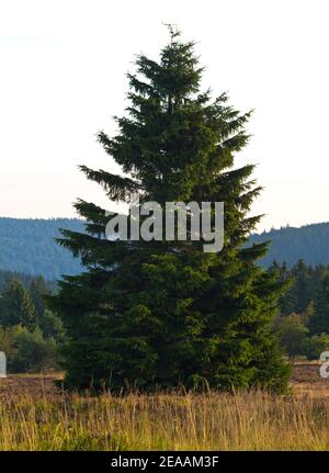 Europe, Germany, North Rhine-Westphalia, Hochsauerland, Rothaargebirge, Winterberg, Niedersfeld, nature reserve 'Neuer Hagen', Niedersfelder Hochheide, solitary spruce Stock Photo