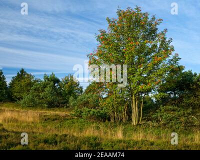 Europe, Germany, North Rhine-Westphalia, Hochsauerland, Rothaargebirge, Winterberg, Niedersfeld, nature reserve 'Neuer Hagen', Niedersfelder Hochheide, WEberesche with red fruits Stock Photo