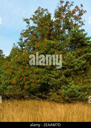 Europe, Germany, North Rhine-Westphalia, Hochsauerland, Rothaargebirge, Winterberg, Niedersfeld, nature reserve 'Neuer Hagen', Niedersfelder Hochheide, WEberesche with red fruits Stock Photo