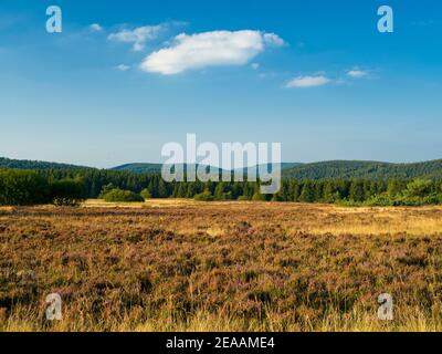 Europe, Germany, North Rhine-Westphalia, Hochsauerland, Rothaargebirge, Winterberg, Niedersfeld, nature reserve 'Neuer Hagen', Niedersfelder Hochheide, flowering common heather, Stock Photo