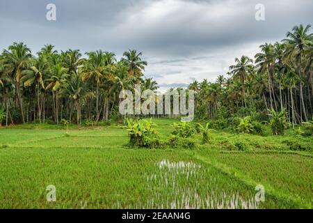 Rural landscape with palm trees and green rice field in Kerala, India Stock Photo
