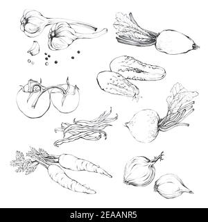 Set, collection of various hand drawn vegetables. Sketches of different food Stock Photo