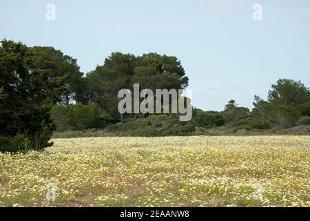Daisies blooming in springtime meadow Stock Photo - Alamy
