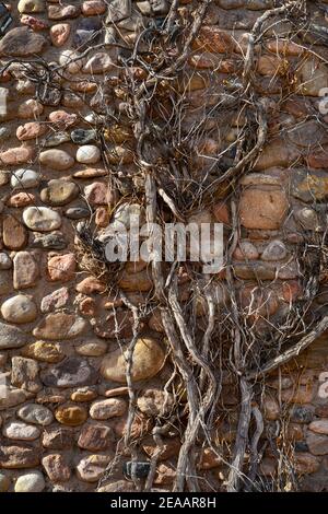 A vine grows up and clings to the exterior wall of a house made from rocks in Santa Fe, New Mexico. Stock Photo