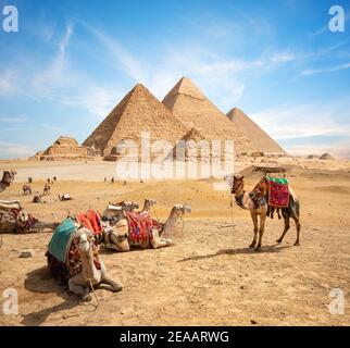 Camels in sandy desert near mountains at sunset Stock Photo