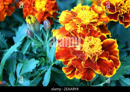 Orange and Yellow Carnation in full bloom at a botanical Garden in New Mexico. Stock Photo