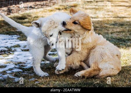 A Platinum, or Cream colored & traditional Golden Retriever puppy playing outside Stock Photo