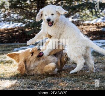 A Platinum, or Cream colored & traditional Golden Retriever puppy playing outside Stock Photo