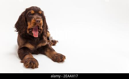 Cute Cocker Spaniel puppy dog looking thirsty with tongue hanging isolated out on white background Stock Photo