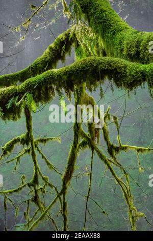 Mossy Bigleaf Maple, Acer macrophyllum, branches and leaves on an early spring morning in Silver Falls State Park, Oregon, USA Stock Photo