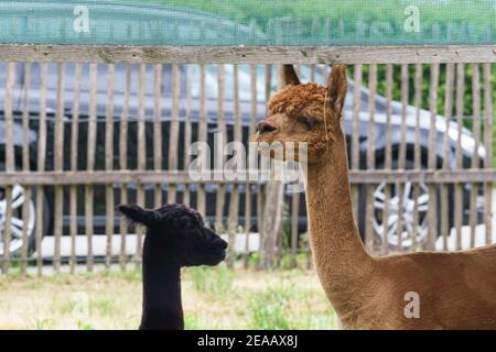 Young black and older brown alpaca on pasture with car in background Stock Photo