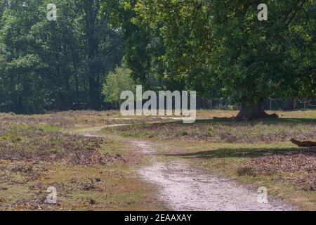 sandy dry hiking path through moor land in summer, Tecklenburger Land, Germany Stock Photo