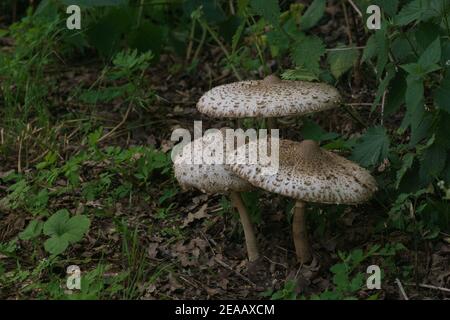 three parasol mushrooms in grass aside a road, Chlorophyllum rhacodes Stock Photo
