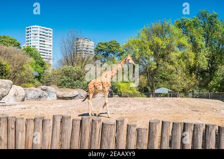 Giraffe in the Chapultepec Zoo in Mexico City, Mexico on a sunny day. Stock Photo