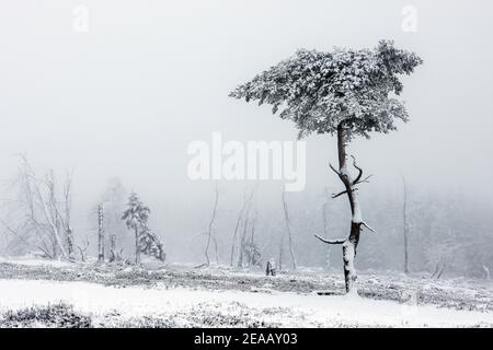 December 07, 2020, Winterberg, Sauerland, North Rhine-Westphalia, Germany, Snowy landscape on the Kahler Asten mountain in times of the corona crisis during the second part of the lockdown. 00X201207D054CARO Stock Photo