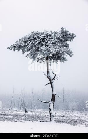 December 07, 2020, Winterberg, Sauerland, North Rhine-Westphalia, Germany, Snowy landscape on the Kahler Asten mountain in times of the corona crisis during the second part of the lockdown. 00X201207D050CARO Stock Photo