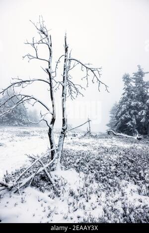 December 07, 2020, Winterberg, Sauerland, North Rhine-Westphalia, Germany, Snowy landscape on the Kahler Asten mountain in times of the corona crisis during the second part of the lockdown. 00X201207D059CARO Stock Photo